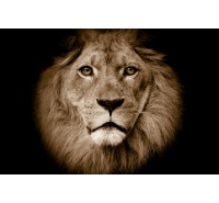 Фотообои Rebel Walls - Lion - R11101 
