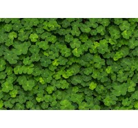 Фотообои Rebel Walls - Clover - R15841 