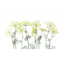 Фотообои Rebel Walls - Crown Of Dill - R12951 Фотообои Rebel Walls - Crown Of Dill - R12951