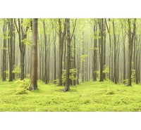 Фотообои Rebel Walls - Deciduous Forest- R10101