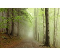 Фотообои Rebel Walls - Forest Path -  R12471