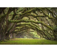 Фотообои Rebel Walls - Fairy Forest - R12481