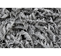 Фотообои Rebel Walls - Frost Leaf - R12941 Фотообои Rebel Walls - Frost Leaf - R12941