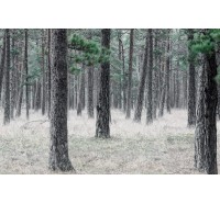Фотообои Rebel Walls - Pine Forest - R13711 