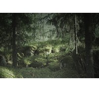 Фотообои Rebel Walls - Virgin Forest - R16531 Фотообои Rebel Walls - Virgin Forest - R16531